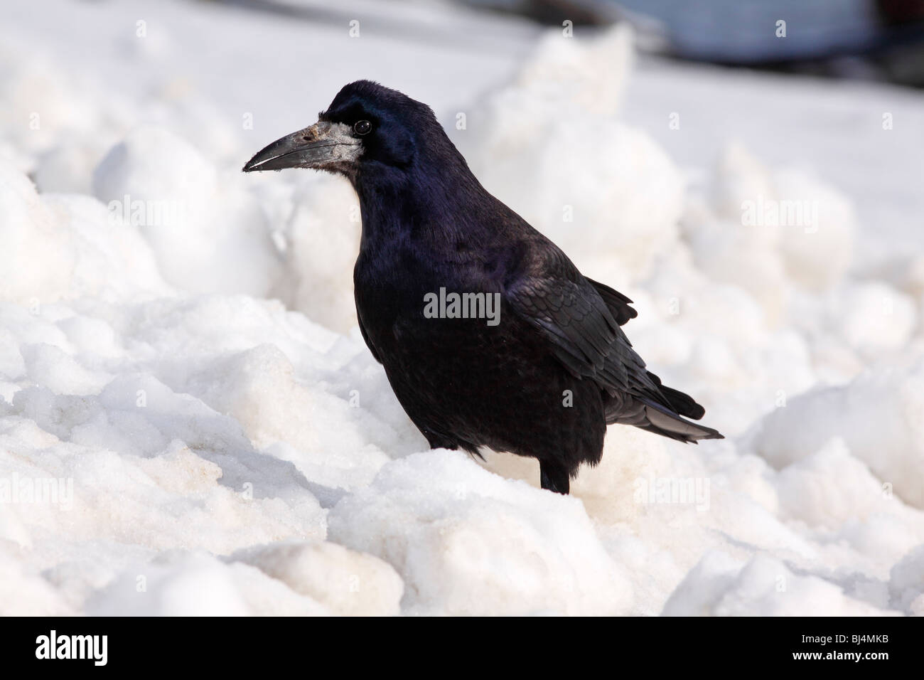 Rook (Corvus frugilegus) in winter in snow Stock Photo - Alamy