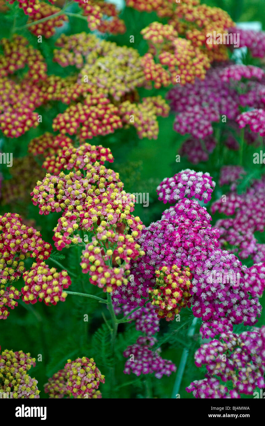 Close up of the flowering Achillea fanal Stock Photo