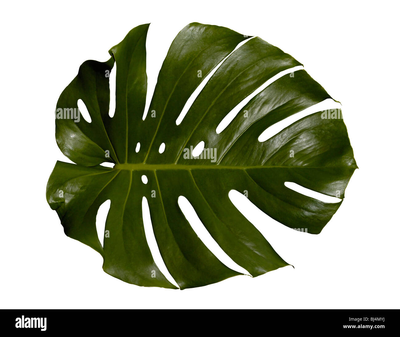 Palm Tree Leaf Texture