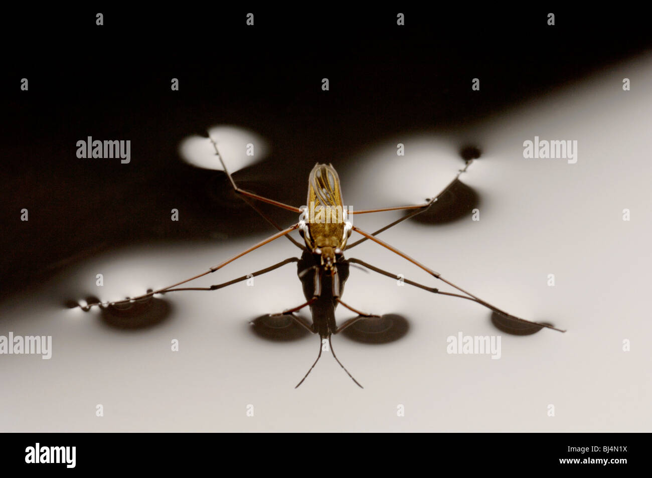 A pond skater, Gerris lacustris, walks on water using surface tension