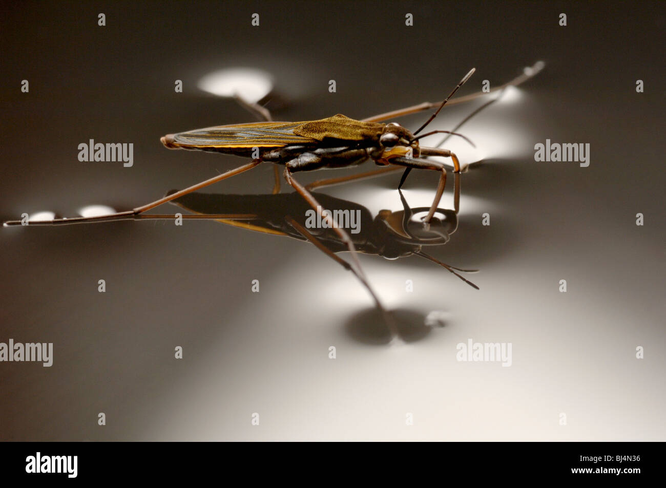 A pond skater, Gerris lacustris, walks on water using surface tension, note the dimpled meniscus. Stock Photo