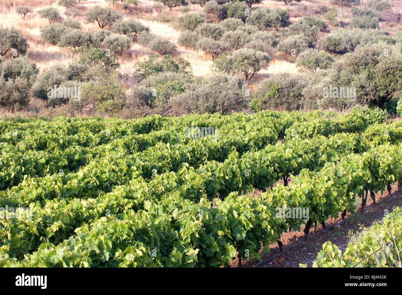 Winegrowing and olive plantation in the Messara Plain near Asimi, Crete, Greece, Europe Stock Photo