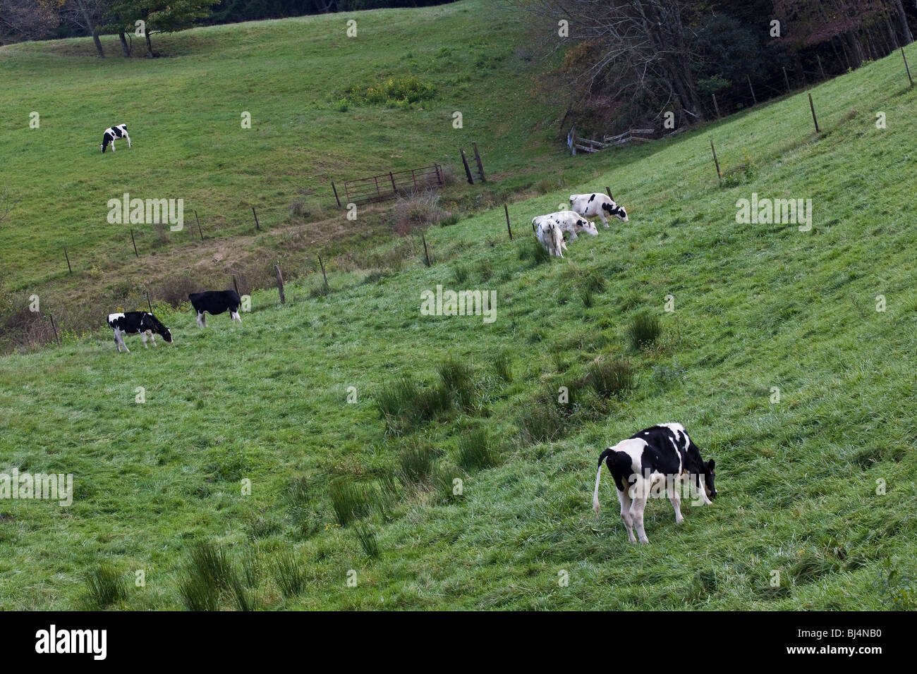 American farming in Virginia Eastern East rural landscape in USA US ...