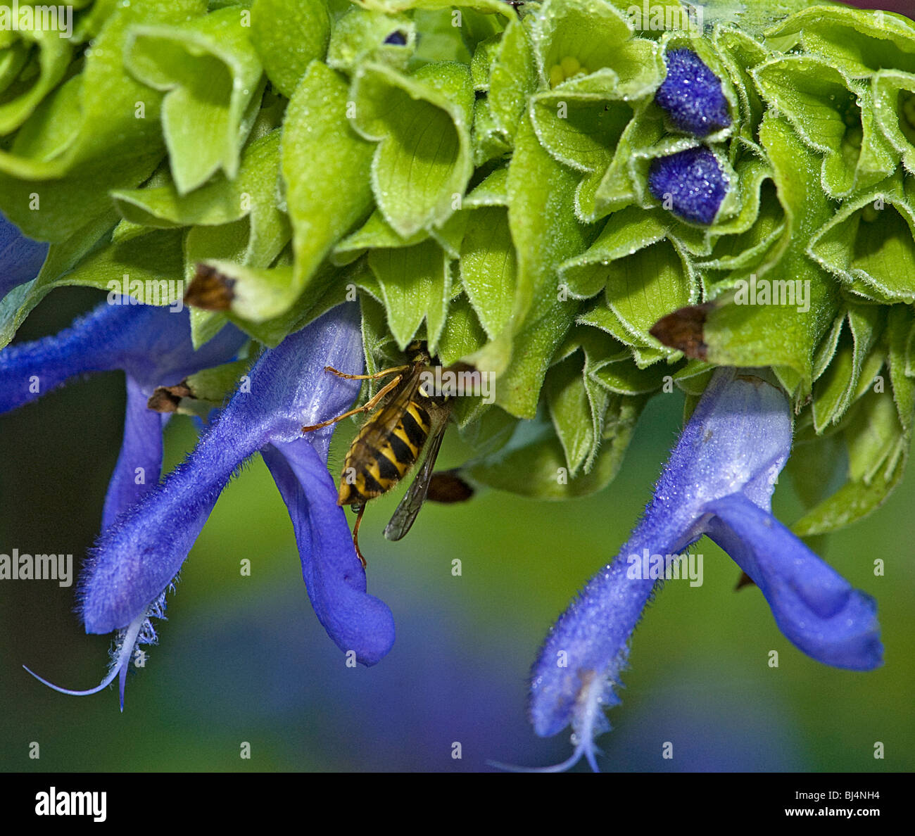 Wasp, Vespula vulgaris, entering green calyx of Salvia atrocyanea after flower fallen to feed Stock Photo