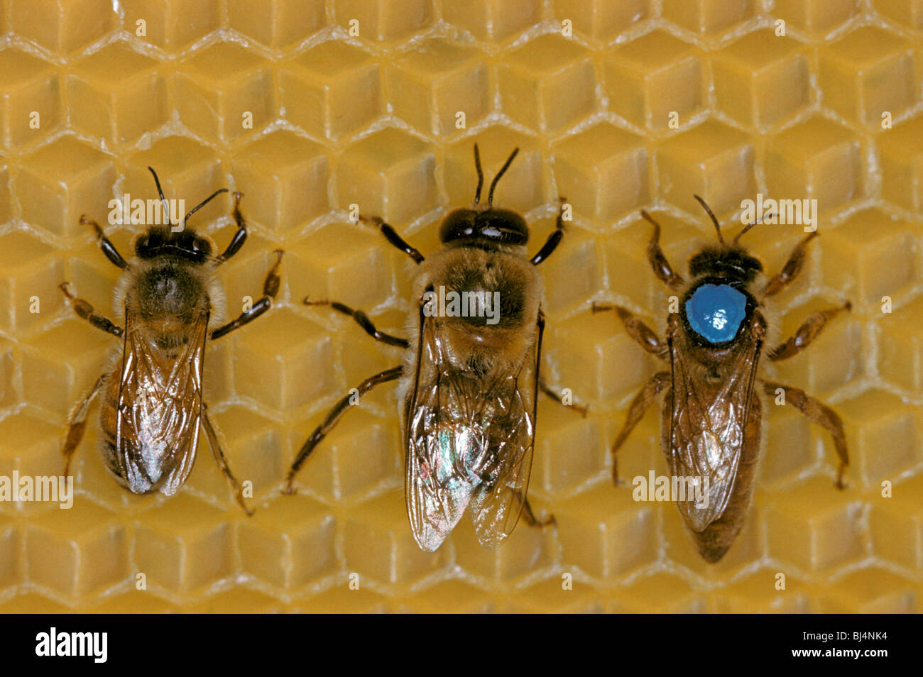 Honey Bee (Apis mellifera), worker left, drone centre, and queen right Stock Photo