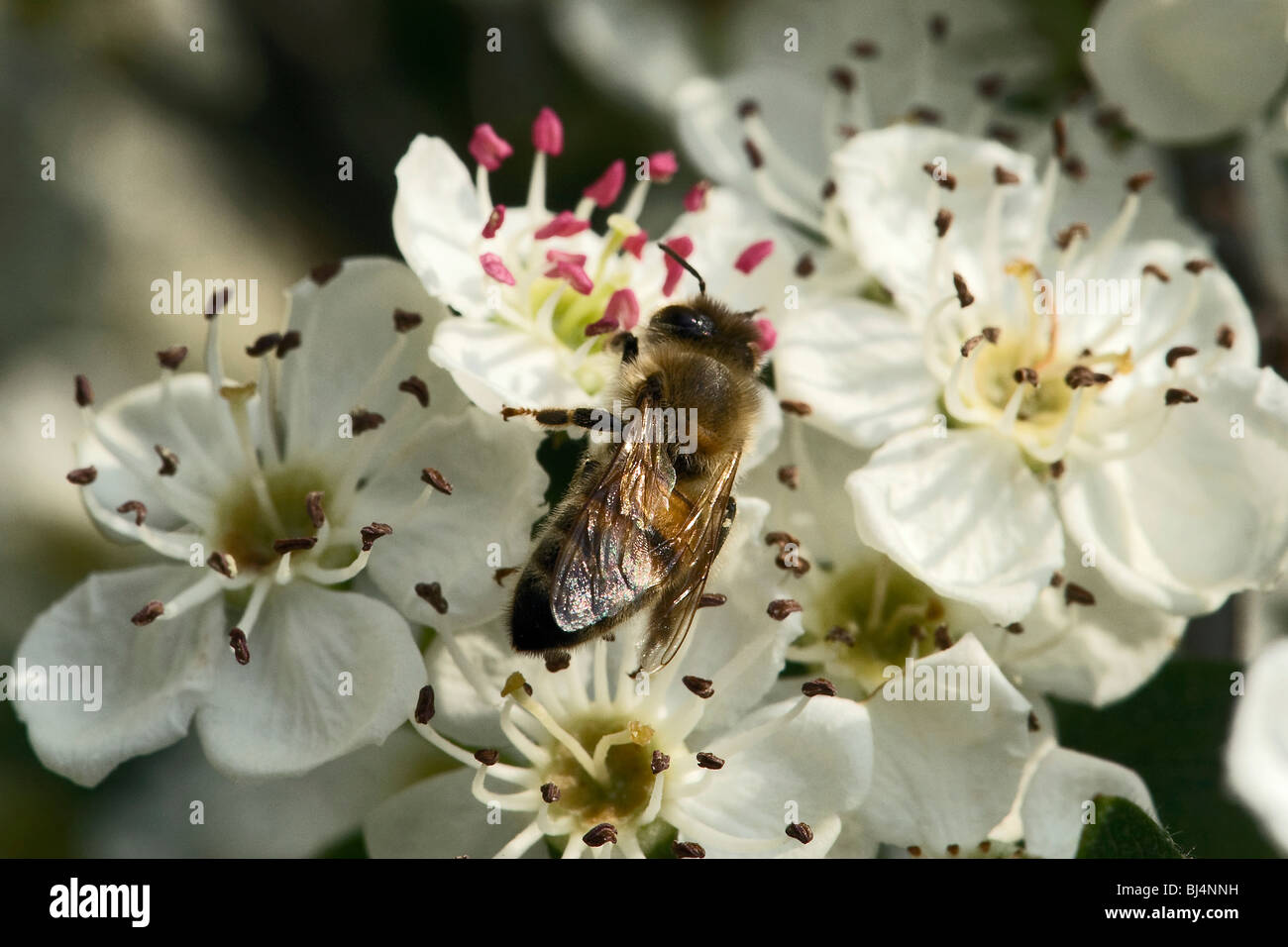 Honeybee feeding on a hawthorn flowers Stock Photo