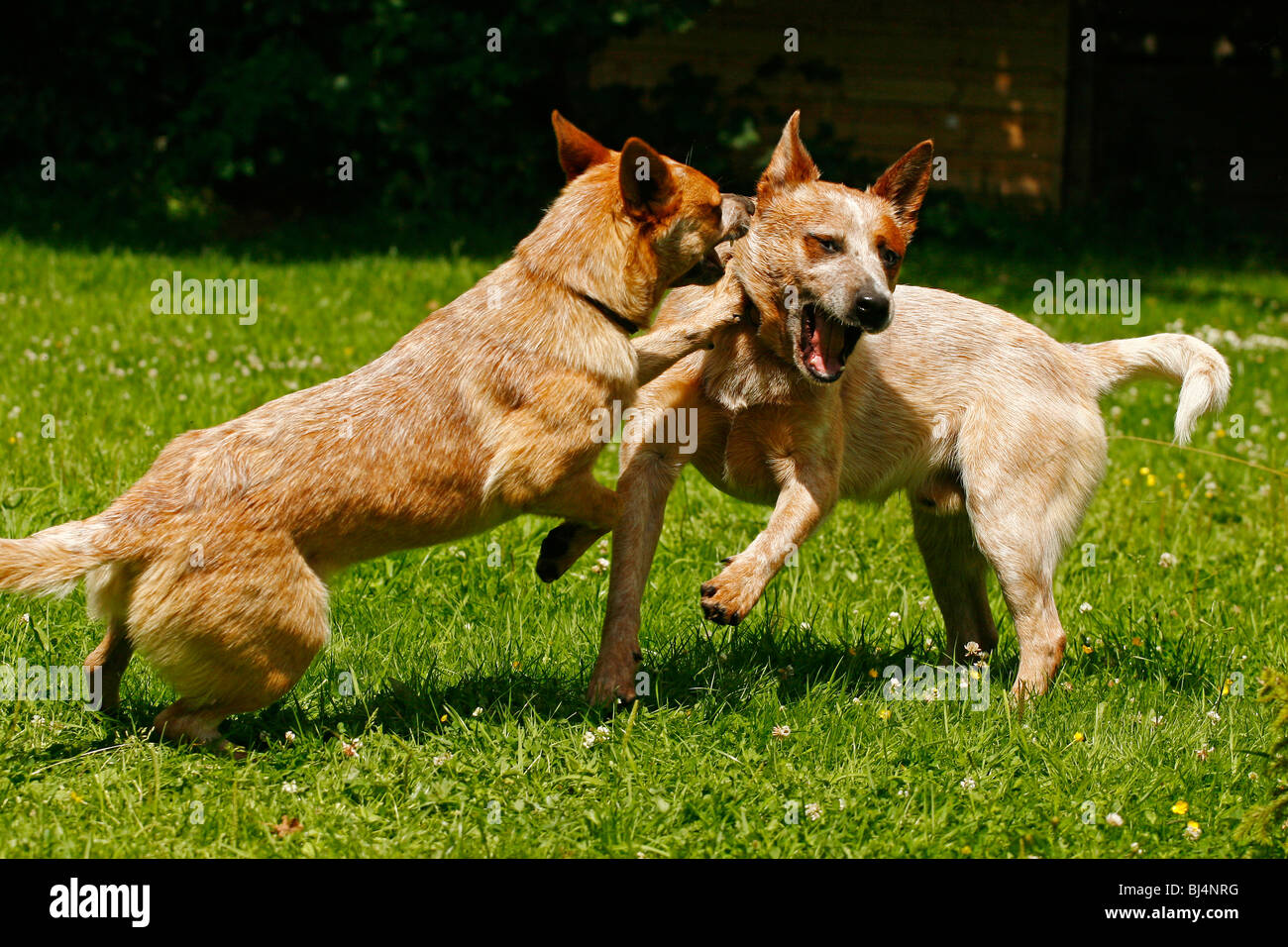 Two playing Australian Cattle Dogs Stock Photo Alamy