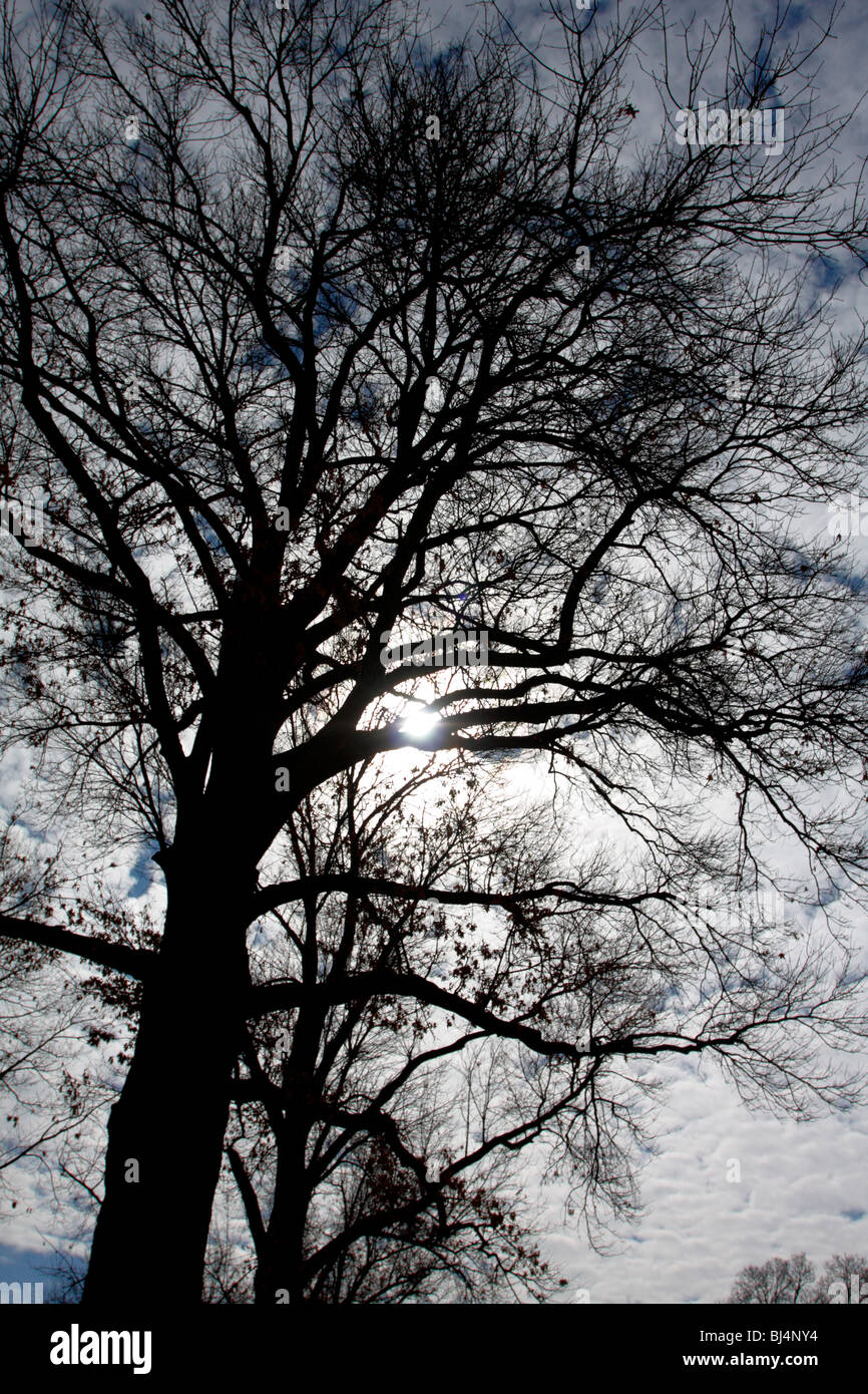Bare mature oak tree silhouetted against a mostly cloudy sky. Stock Photo