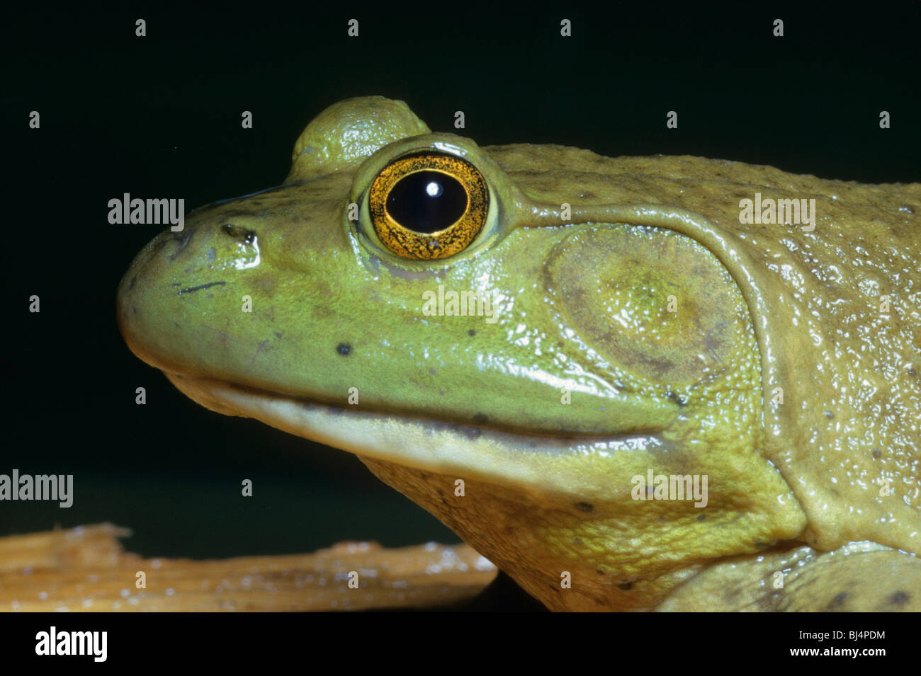 American Bullfrog (Rana catesbeiana), portrait Stock Photo