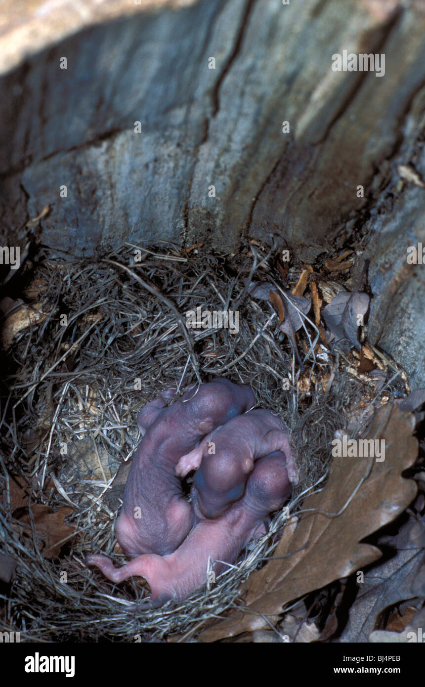 Grey squirrels nest hires stock photography and images Alamy
