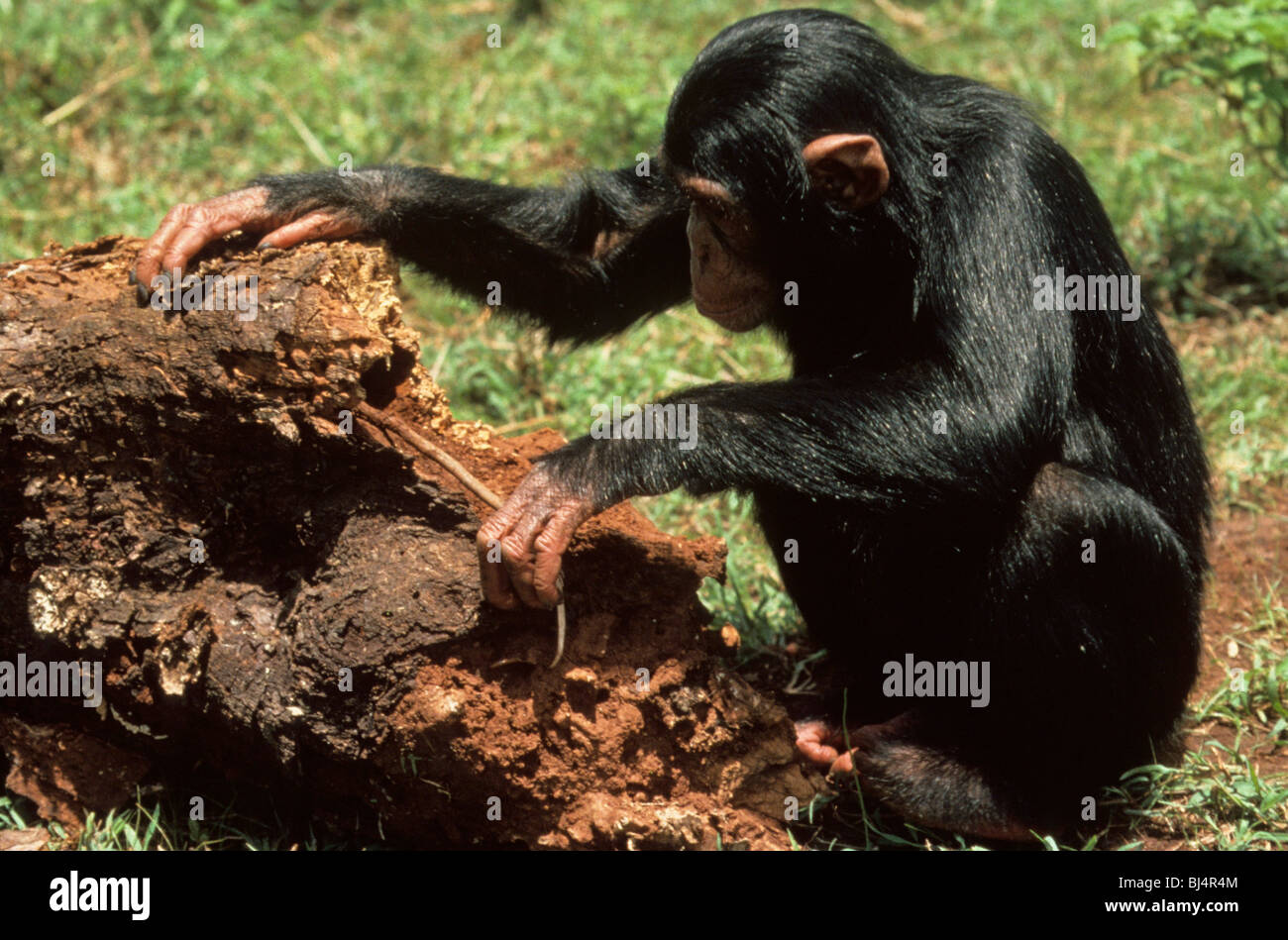 Chimpanzee (Pan troglodytes) young female, digging with stick, Nairobi, Kenya, Africa Stock Photo