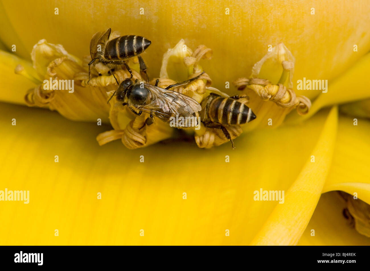 Bees feeding on Chinese yellow banana or golden lotus flowers Stock Photo