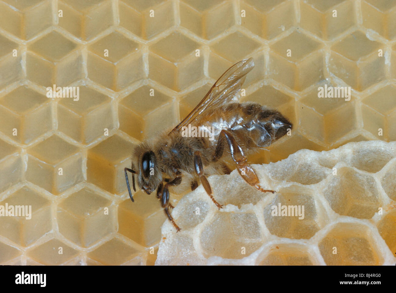 Honey Bee (Apis mellifera), worker building comb waxscale on abdomen Stock Photo