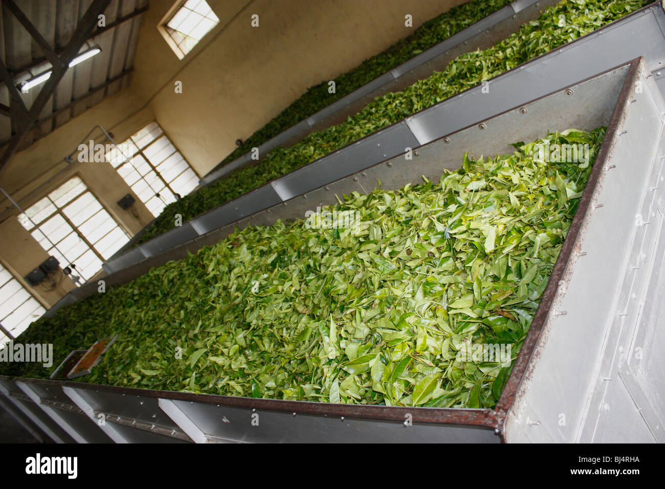 Tea leaves stacked before processing Stock Photo Alamy