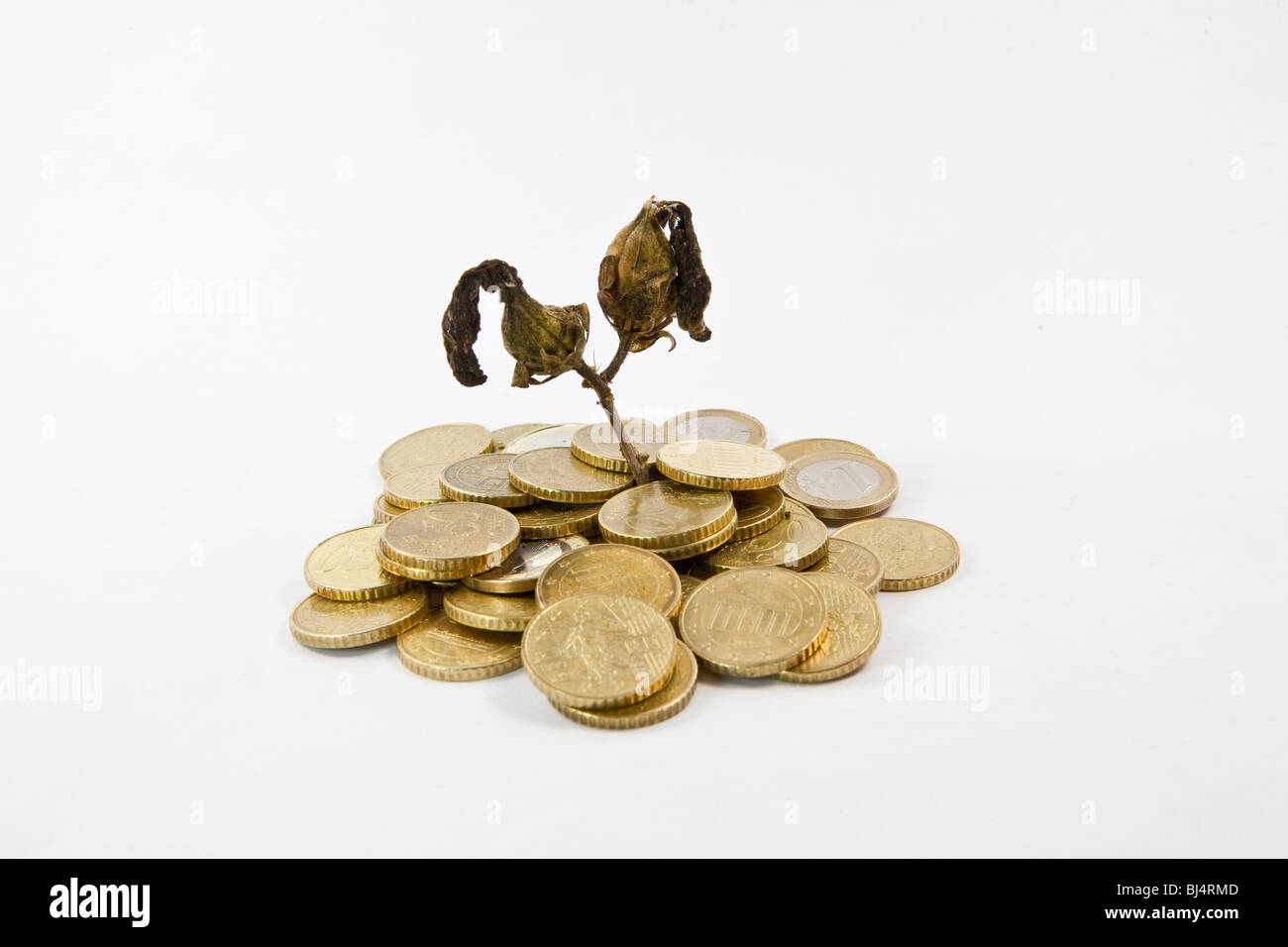 Withered plant, coins, symbolic image for failed investments, no return Stock Photo