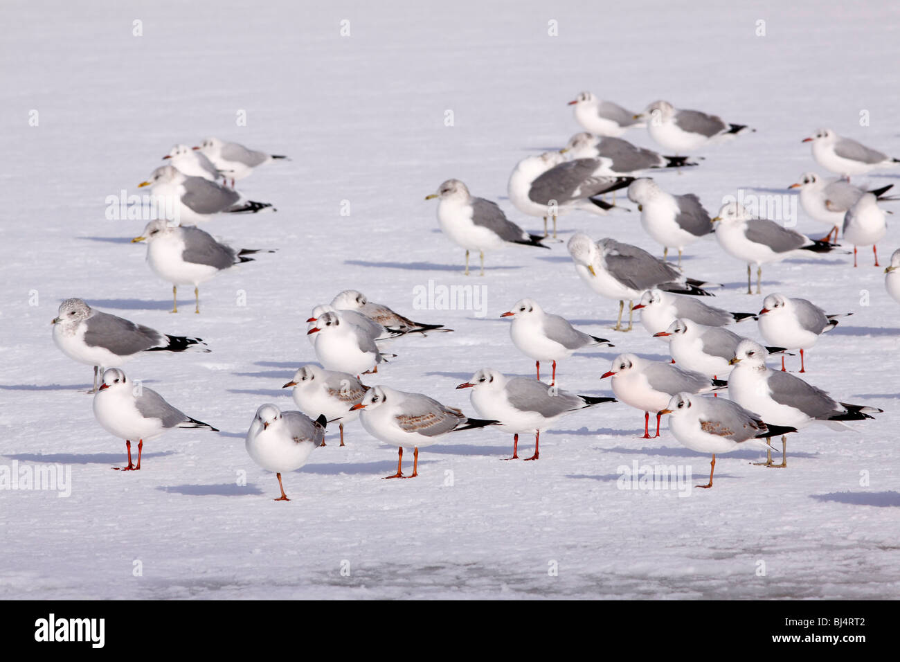 Common black-headed gulls (Larus ridibundus) and Common gulls (Larus canus) standing on a frozen lake Stock Photo
