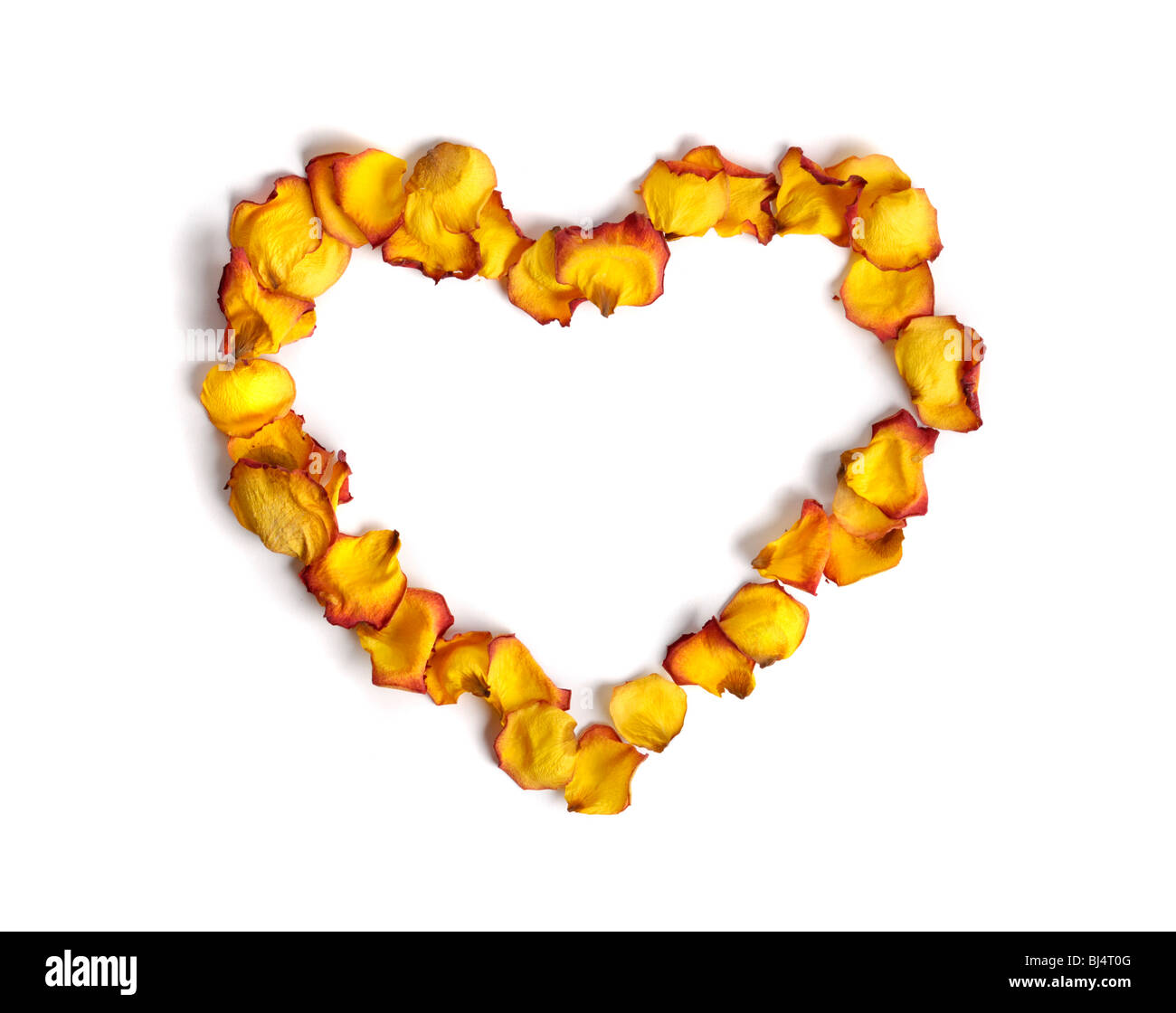 Heart shape made from withered yellow rose petals isolated on white background Conceptual pattern Stock Photo