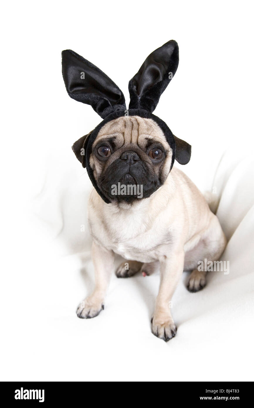 How Often Should You Clean Pugs Ears