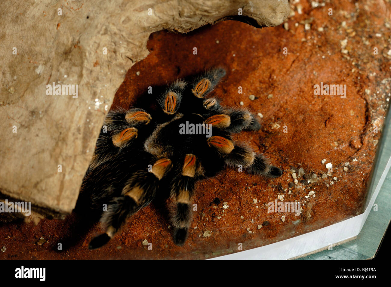 Brachypelma Smithi Mexican Redknee bird spider tarantula in a vivarium with tropical setting Stock Photo