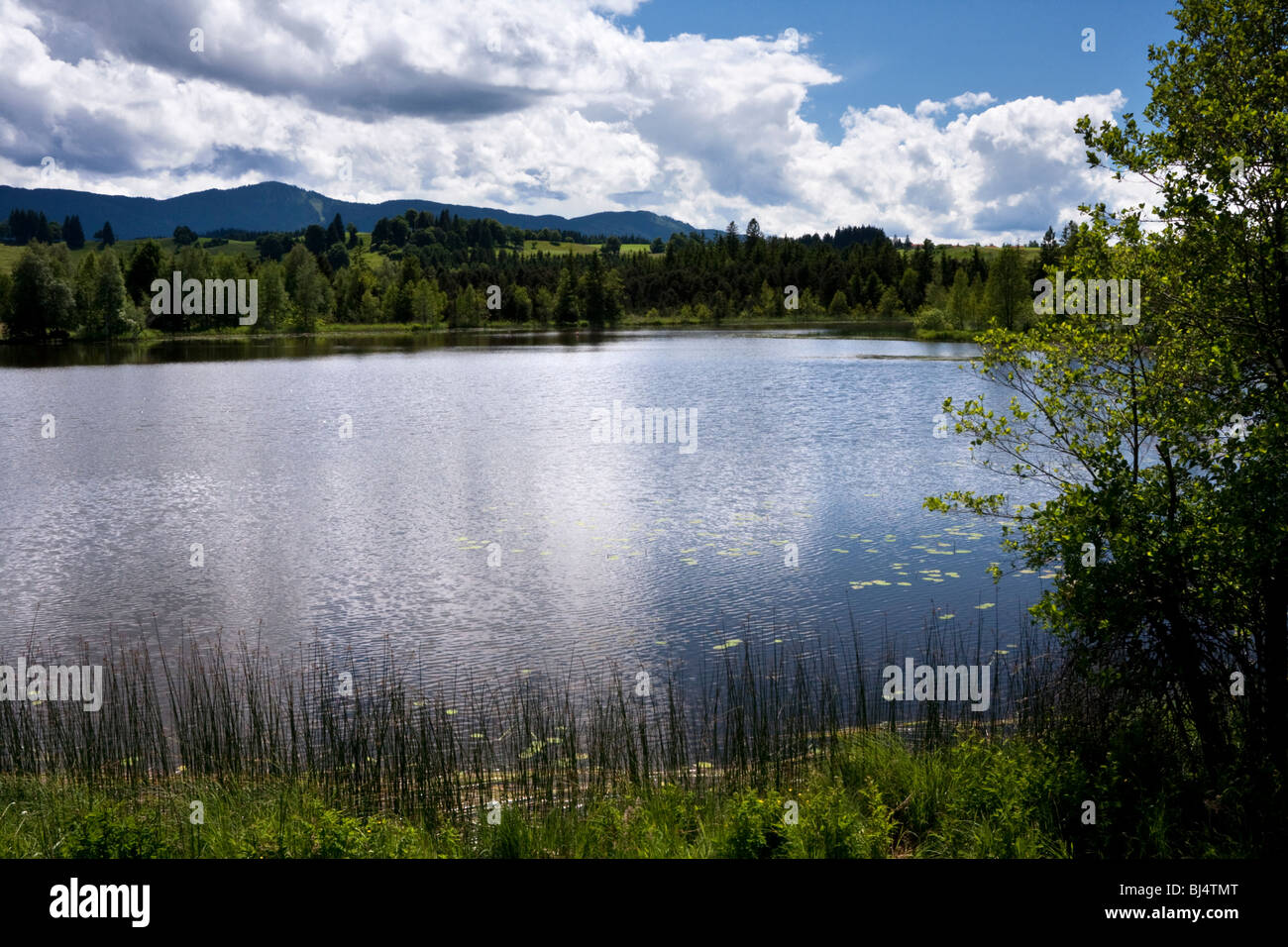 Lake with landscape, Schwaigsee Lake, Bavaria, Germany Stock Photo