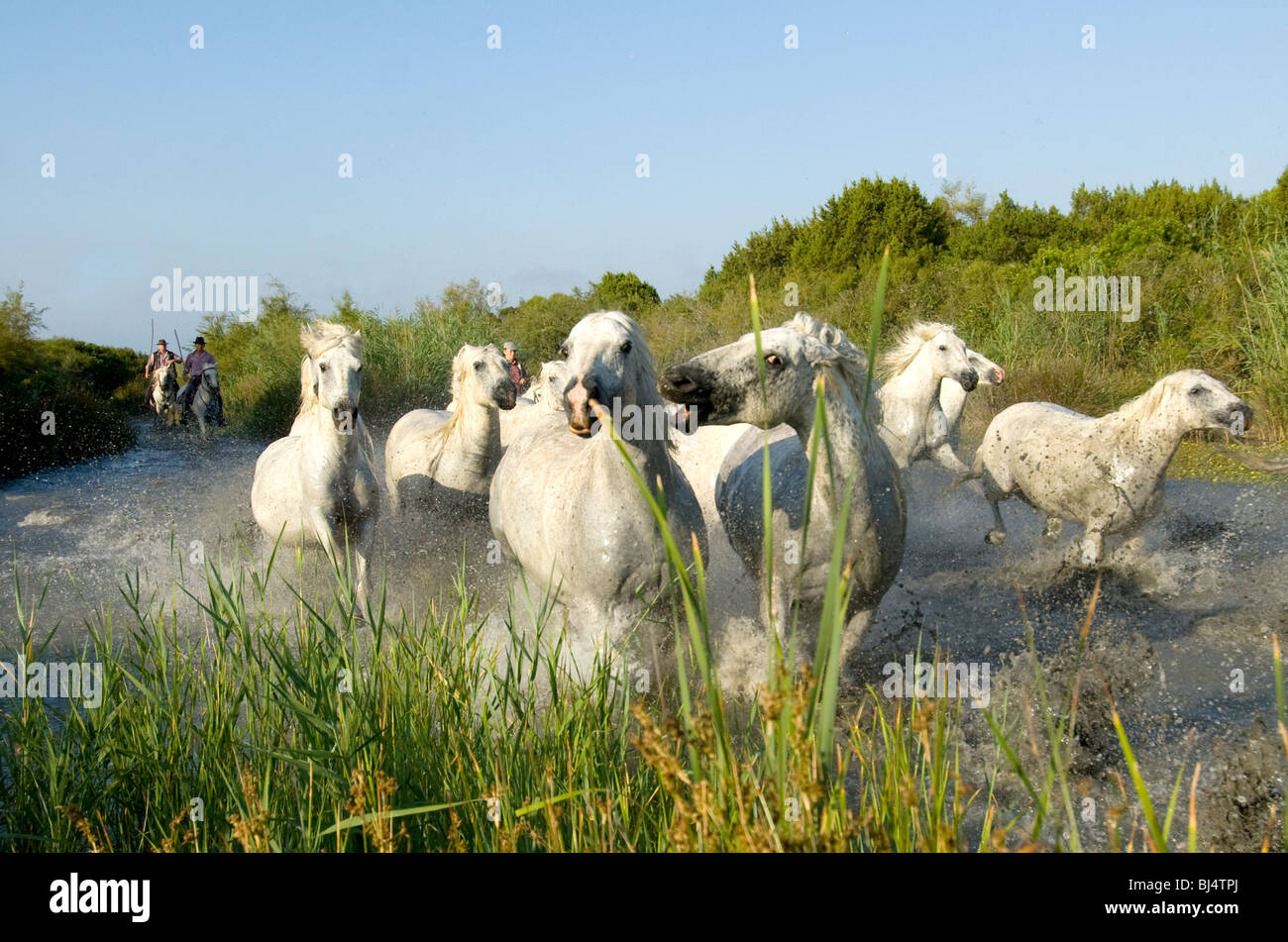 The White Horses of the Camargue running through a canal Stock Photo