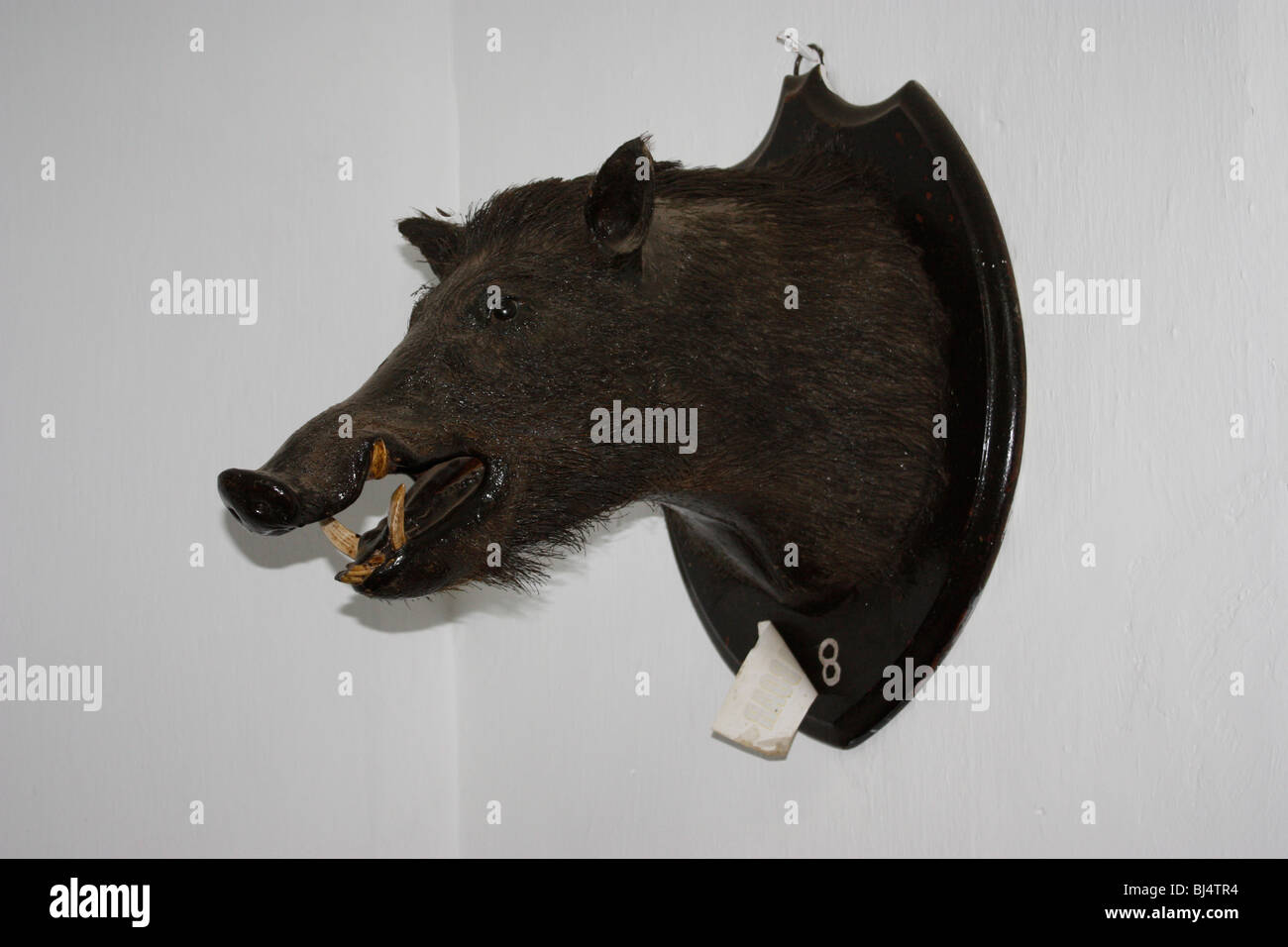head of a boar stuffed and hung on a wall Stock Photo