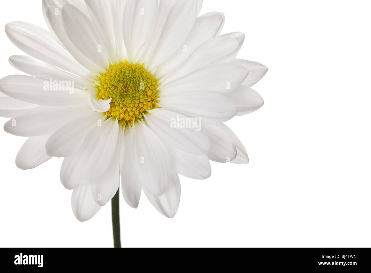 daisy isolated on a pure white background Stock Photo - Alamy