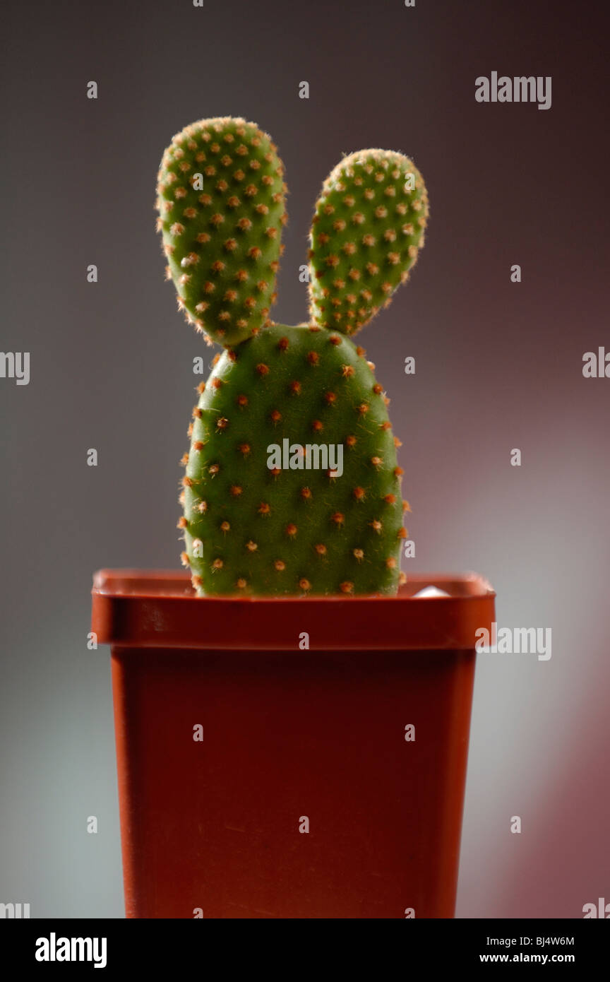Funny decorative cactus in a pot close-up portrait Stock Photo