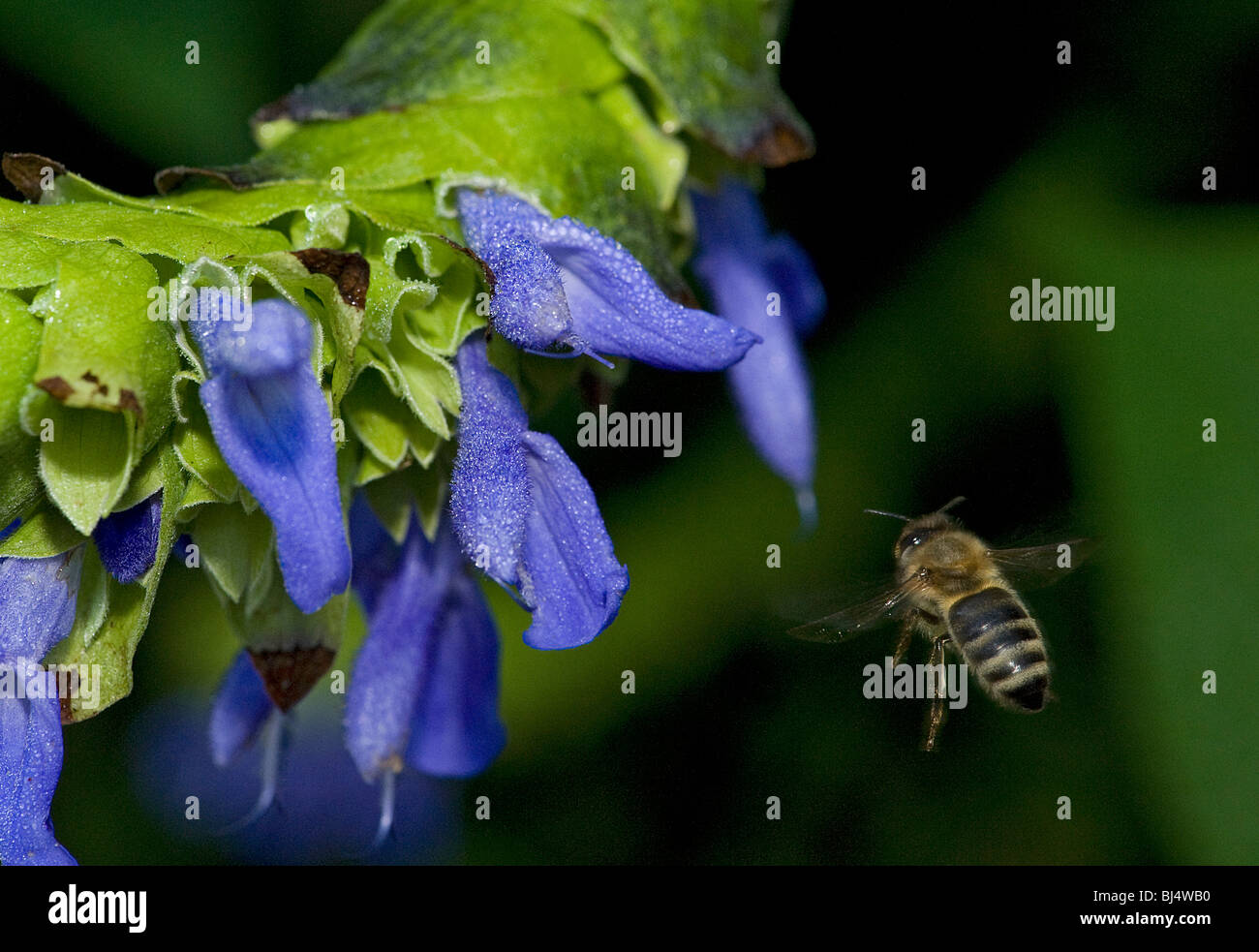 Honeybee, Apis mellifera, flying in to feed on Salvia atrocyanea flowers Stock Photo