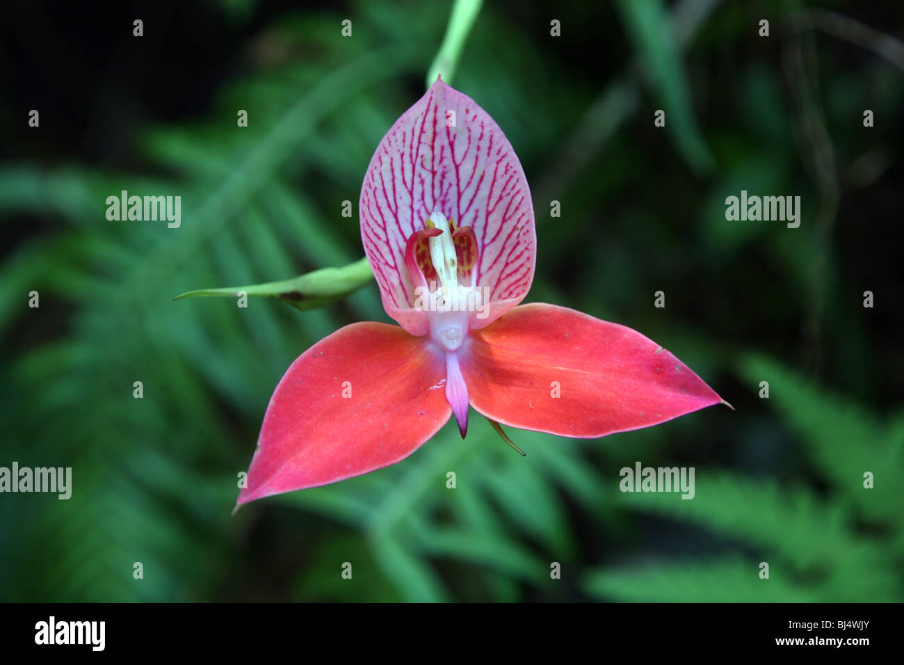 Wild Red Disa Orchid, Table Mountain, Cape Town, South Africa Stock Photo