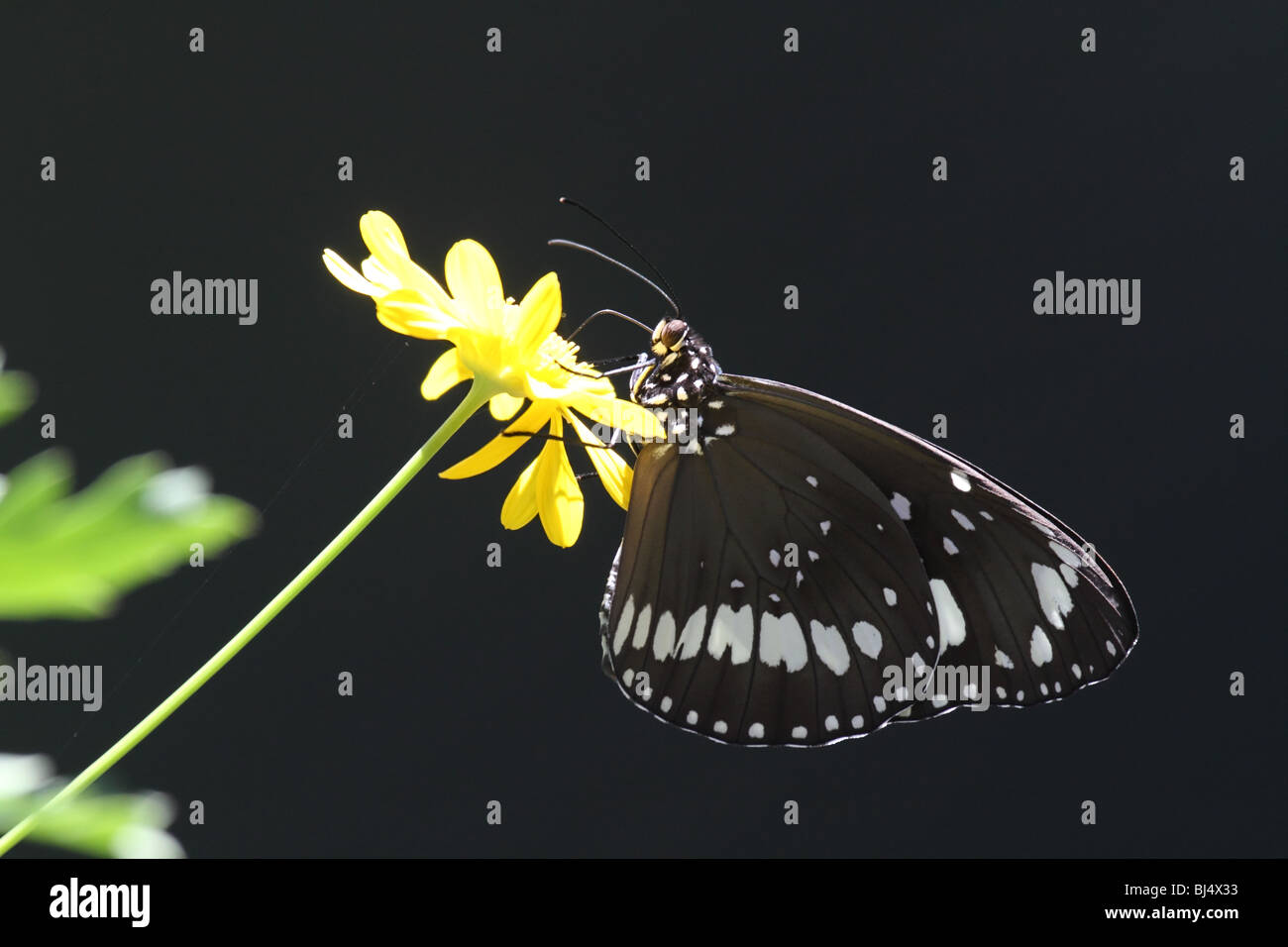 Orchard butterfly Stock Photo