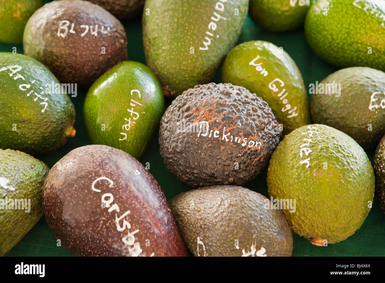 various varieties of avocados on display at the Carpinteria Avocado