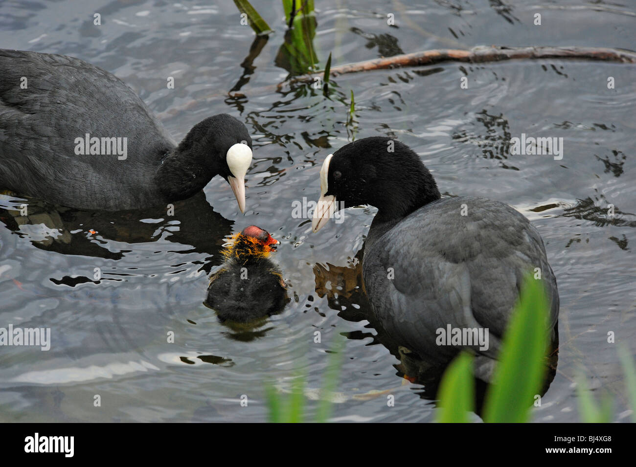 Coots uk hires stock photography and images Alamy