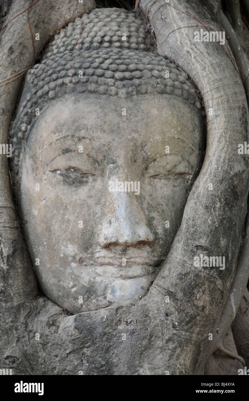 The head of a sandstone Buddha entwined in the roots of a Bodhi (Bo) tree, Wat Maya That, Ayutthaya, Thailand. Stock Photo