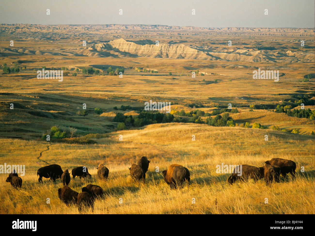 North American Bison (Bison bison), several grazing, Badlands National