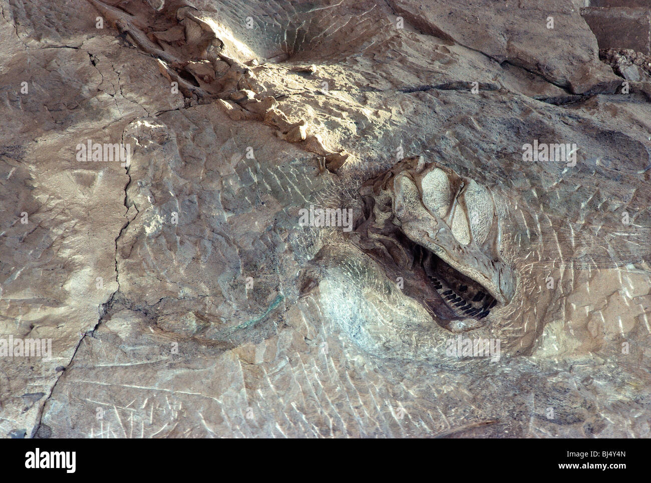 Fossilized Camarasaurus skull Stock Photo