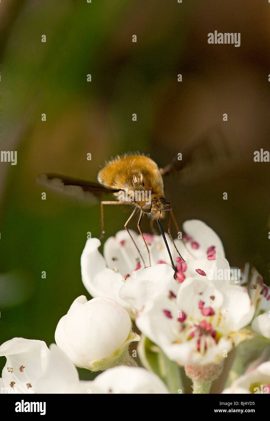 Bee fly Bombylius major, using long proboscis to feed on nectar of willow leaved pear blossom, Pyrus salicifolia 'Pendula' Stock Photo