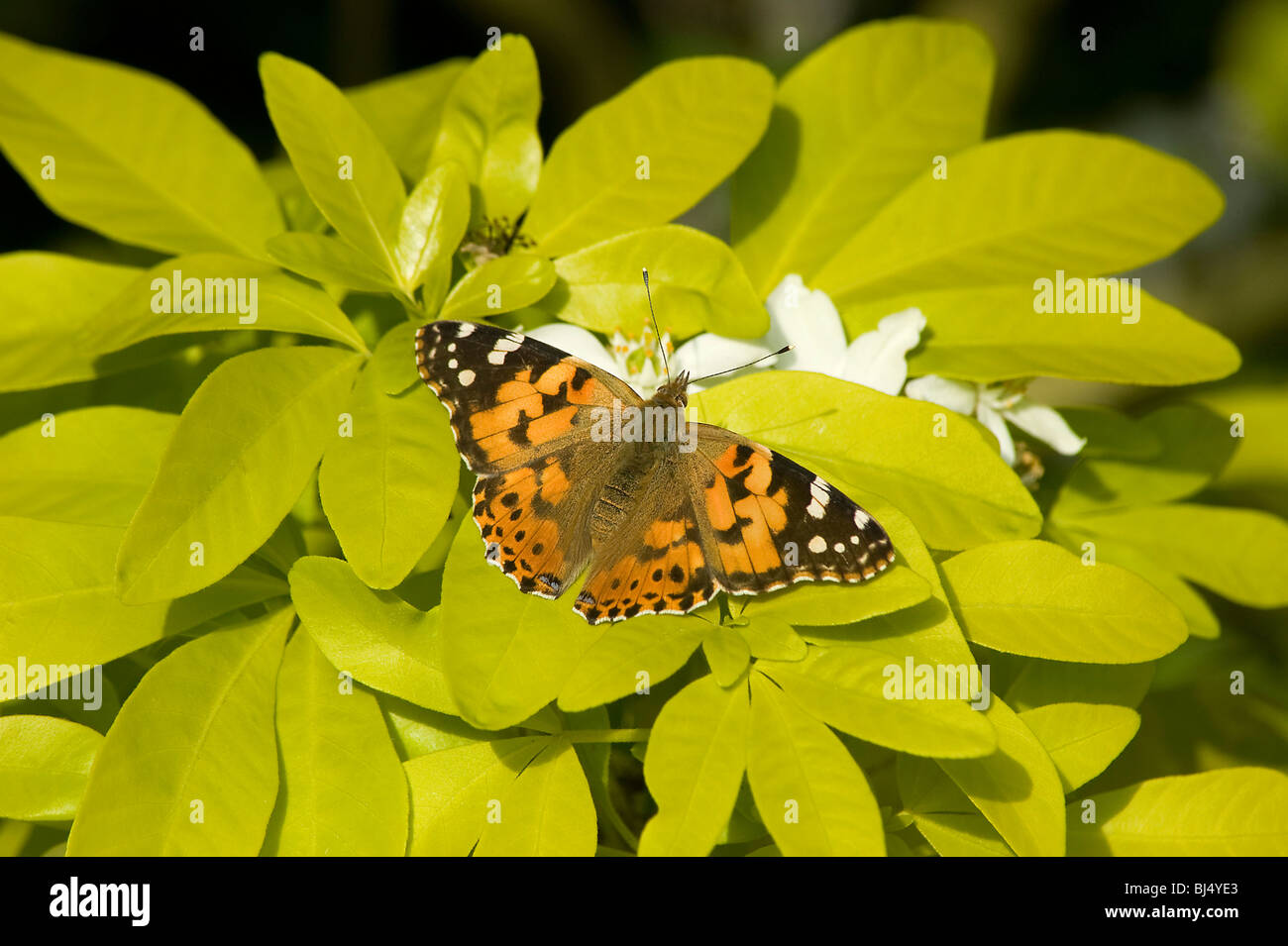 Painted lady basking on Mexican orange blossom, Choisya ternata 'Sundance' with golden leaves in May Stock Photo