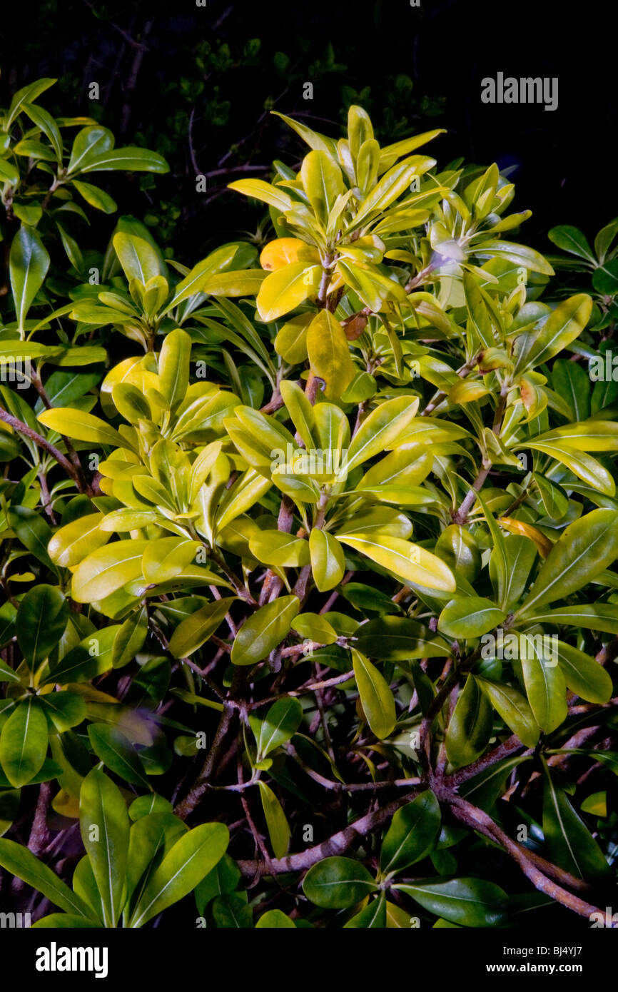 Yellow Leaves Of Pittosporum Plants In California Indicate The Stock Photo Alamy