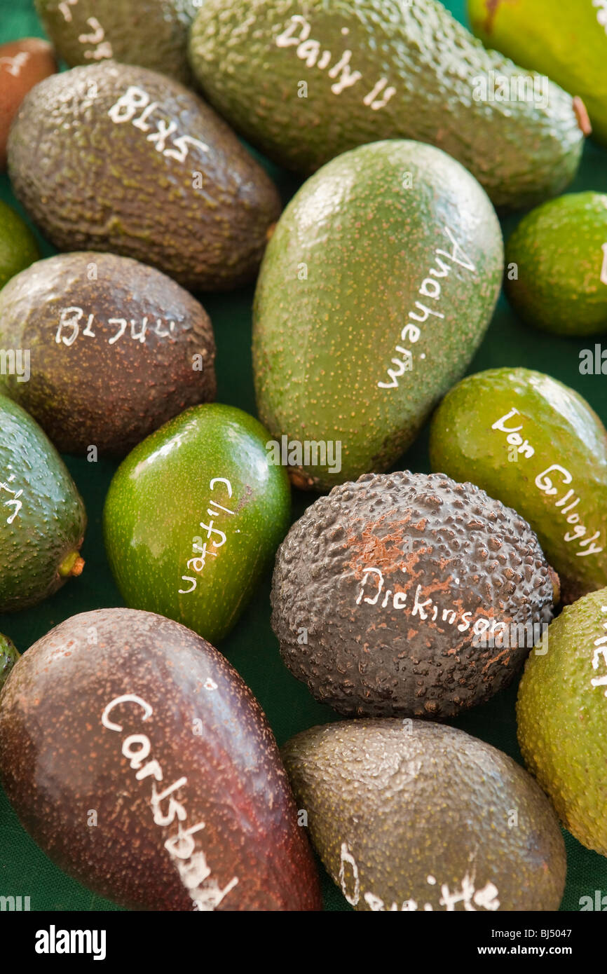 Avocado Festival 2024 Carpinteria Florida Allis Bendite