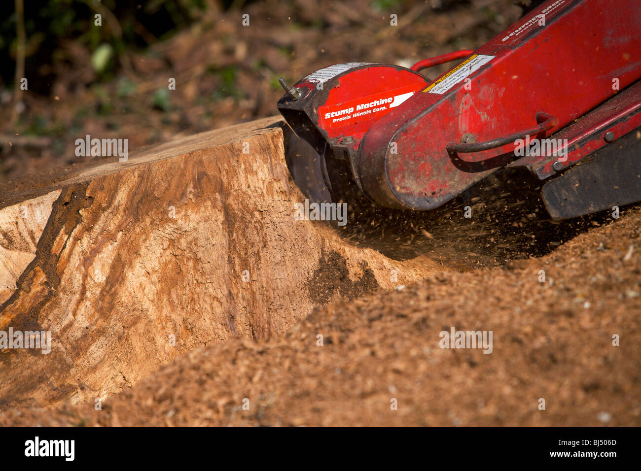 Tree stump grinding machine grinding out a tree stump Stock Photo Alamy