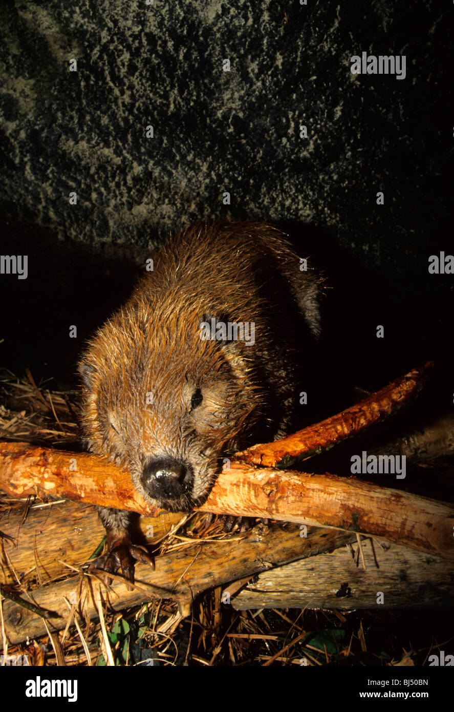 American Beaver (Castor canadensis) with wood in mouth Stock Photo
