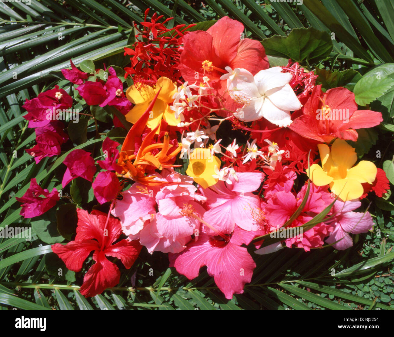 Tropical flowers, Saint Lucia, Lesser Antilles, Caribbean Stock Photo
