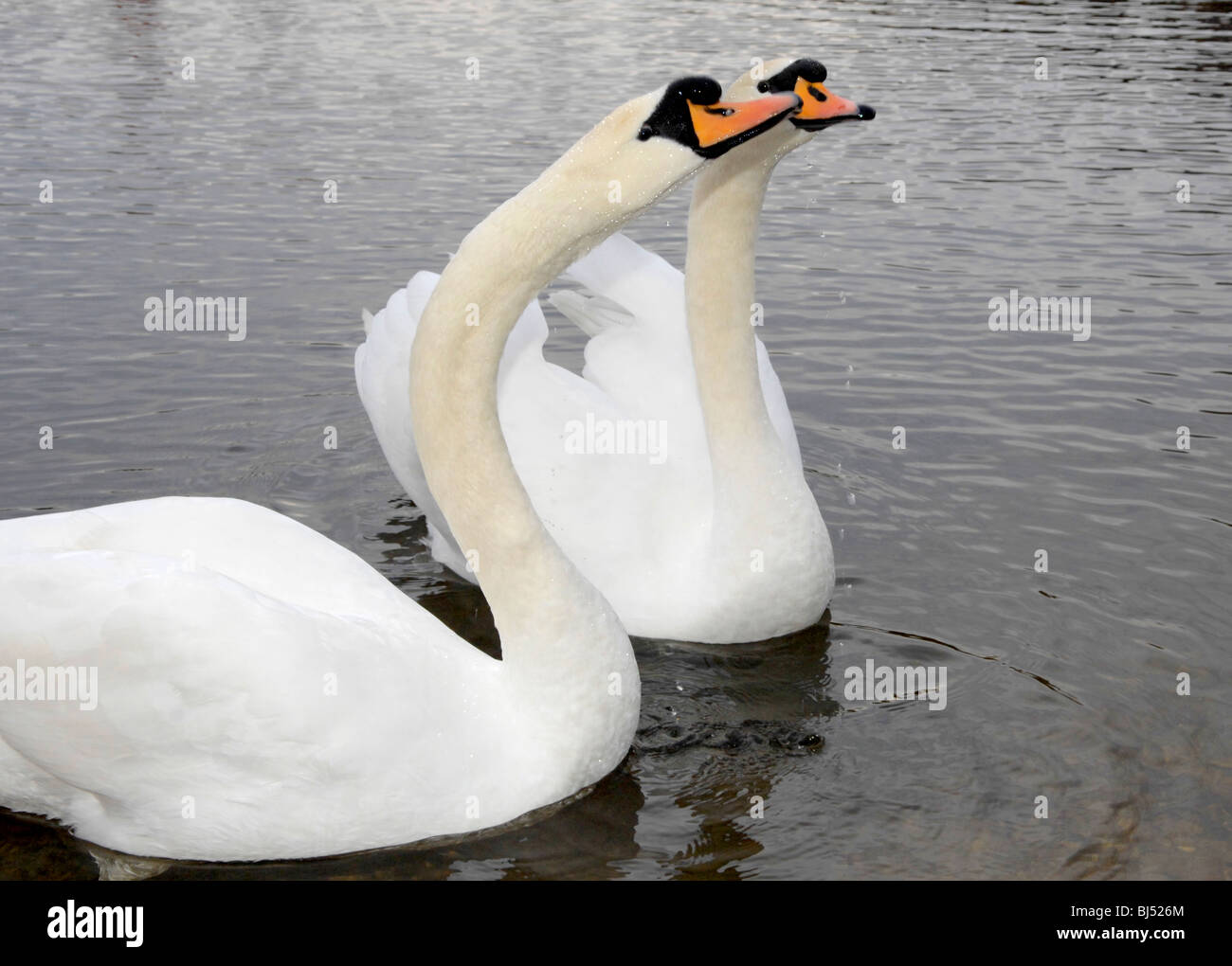 Pair unity hi-res stock photography and images - Alamy