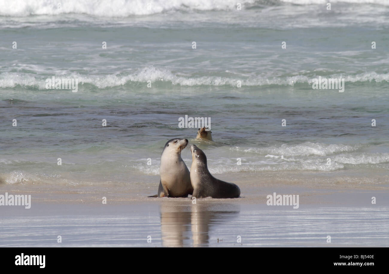 Two Australian sea lions playing on a beach Stock Photo