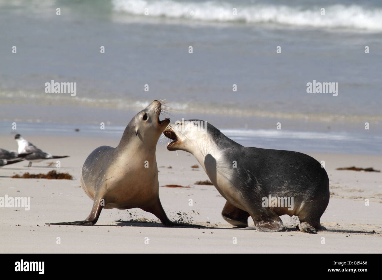 Two Australian sea lions playing on a beach Stock Photo