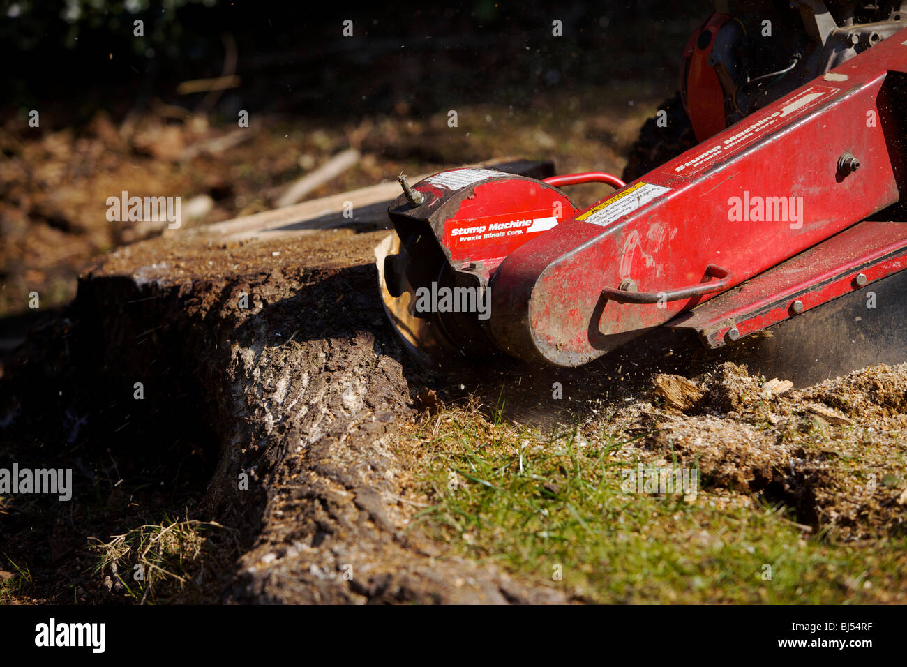 Tree stump grinding machine grinding out a tree stump Stock Photo Alamy