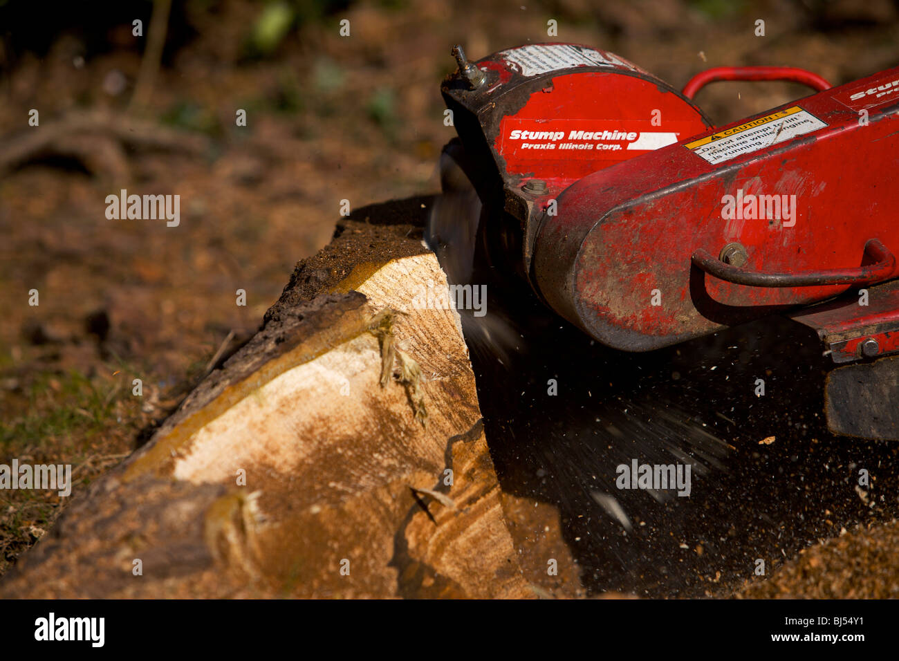 Tree stump grinding machine grinding out a tree stump Stock Photo Alamy