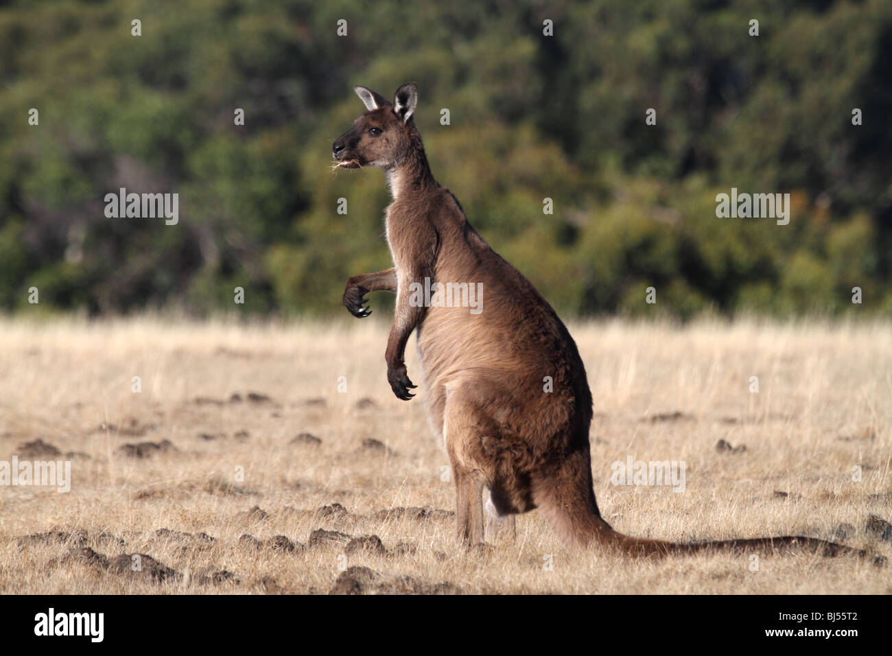 Western Grey gray kangaroo standing Stock Photo