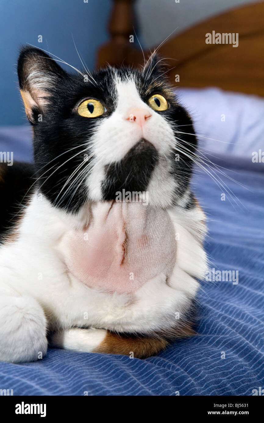 DOMESTIC CAT WITH SHAVED FUR ON NECK AND STITCHES, AFTER THYROID